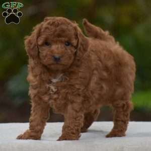 Kory, Miniature Poodle Puppy